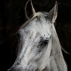 photo "Arabian beauty 1"