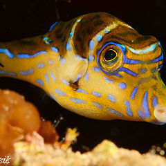 фото "Puffer fish"