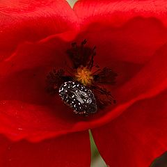 photo "Dormitorio rojo"