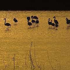 photo "Golden Silhouettes"