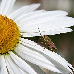 photo "Chamomile"