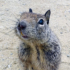 photo "Gimme the nuts!"