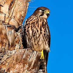 photo "Falcon"