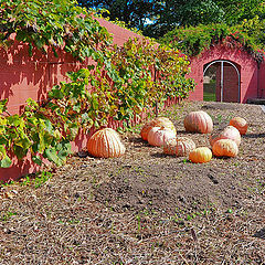 photo "Harvest"