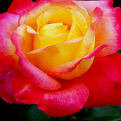 photo "A Rose..."