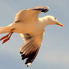 photo ""A Sea-gull""