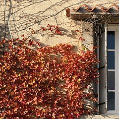 photo "window in fall"