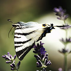 фото "flight of the Navigator"