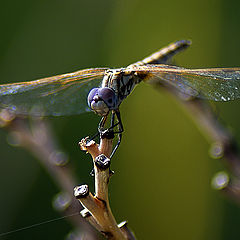 photo "dragonfly"