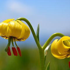 фото "Lilium jankae"