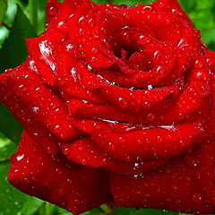 photo "Royal Rose"