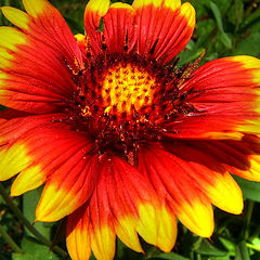 фото "Phoenix Flower"