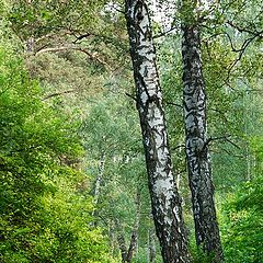 photo "Siberian birch"
