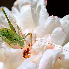 фото ""Grasshoper... the little one..." #1"