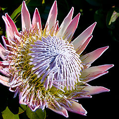 фото "King Protea"