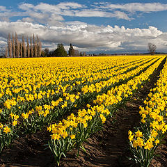 photo "Yellow sea"