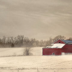 photo "Winter Red"