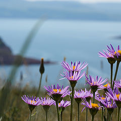 photo "Purple daisies"