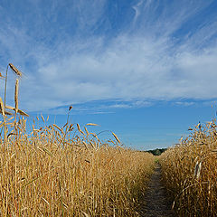 photo "***"