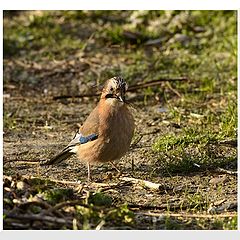 photo "Garrulus glandarius"