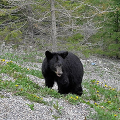 photo "A Bear Cub"