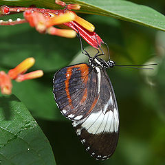 photo "Hanging Out"