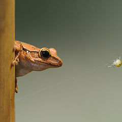 photo "Ready for a small meal"