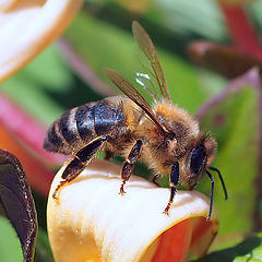 photo "Thw bee..."