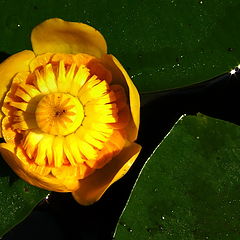 фото "Yellow lily"