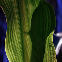 photo "corn"