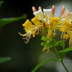 фото "Lonicera periclymenum"