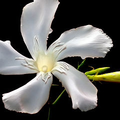 photo ""The White"