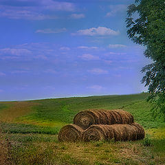 photo "Days of Summer"