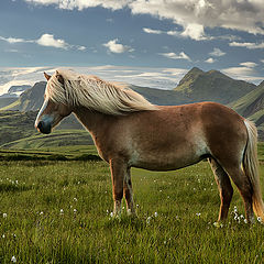 фото "Icelandhorse...."