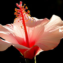 фото ""Hibiscus...""