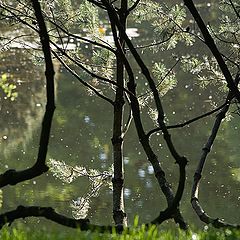фото "Японский садик"