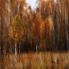 photo "Autumn Ode"