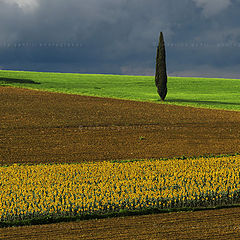 photo "Tuscany Fields"