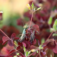 photo "Loving couple"