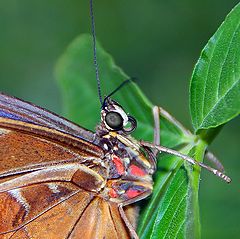 photo "blue morpho"