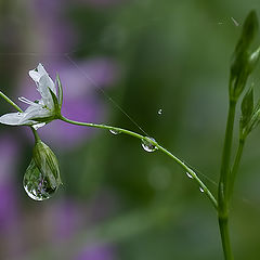 photo "Tear"