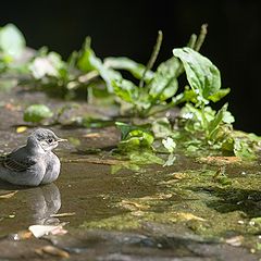 photo "Bathing"