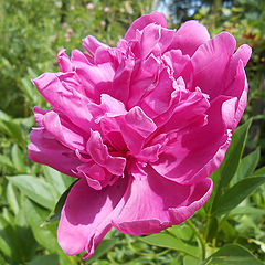 photo "Peony"