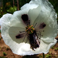 фото "White poppy"