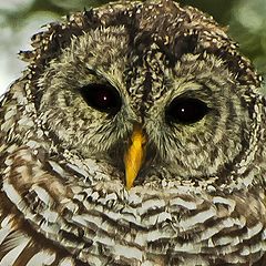 photo "Barred Owl"