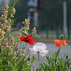 фото "У обочины"