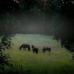 photo "Horses"