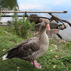 фото "Житель парка "Роев ручей""