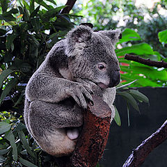 photo "Koala"