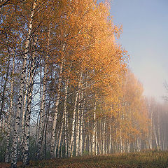 фото "Золото осени"